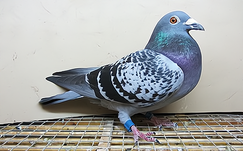 信鸽竞赛信息化管理流程